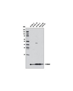 Cell Signaling S100a1 Antibody