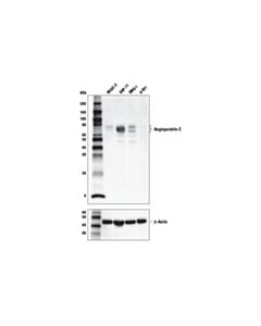 Cell Signaling Angiopoietin-2 (D200) Antibody