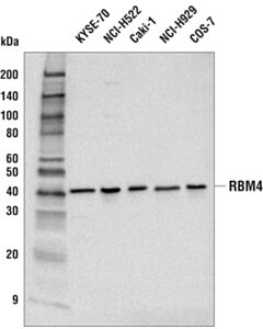 Cell Signaling Rbm4 Antibody