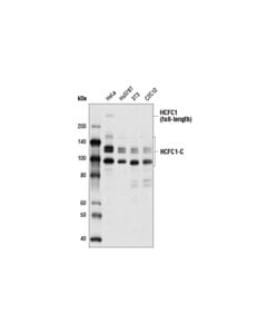 Cell Signaling Hcfc1 Antibody (Carboxy-Terminal Antigen)
