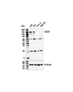 Cell Signaling Cd22 (E8i1f) Rabbit mAb