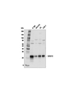 Cell Signaling Srsf3 Antibody