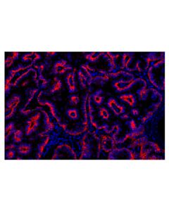Cell Signaling EGF Receptor (D38B1) Rabbit Monoclonal Antibody (Alexa Fluor ® 555 Conjugate)