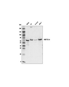 Cell Signaling METTL14 (D8K8W) Rabbit mAb 20 uL