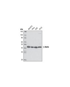 Cell Signaling Beta-Actin (13e5) Rabbit mAb (Hrp Conjugate)