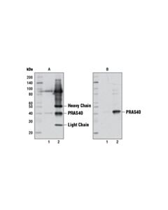 Cell Signaling Mouse Anti-Rabbit Igg (Conformation Specific) (L27a9) mAb (Hrp Conjugate)