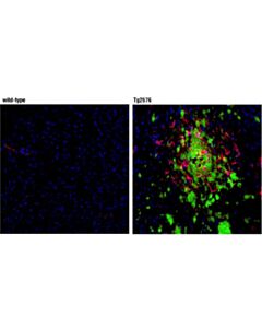 Cell Signaling Beta-Amyloid (D54d2) Xp Rabbit mAb (Alexa Fluor 488 Conjugate)
