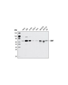 Cell Signaling Srf (D71a9) Xp Rabbit mAb