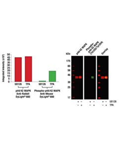 Cell Signaling Anti-Rabbit Igg (H+L) (Dylight 800 4x PEG Conjugate)