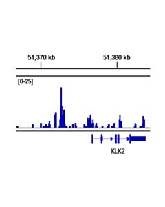 Cell Signaling Androgen Receptor (D6f11) Xp Rabbit mAb
