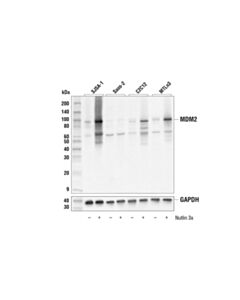 Cell Signaling Mdm2 (E3g5i) Rabbit mAb