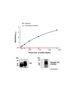 Cell Signaling Fastscan Phospho-Tau (Thr205) ELISA Kit
