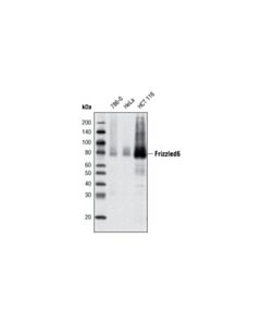 Cell Signaling Frizzled6 (D16e5) Rabbit mAb