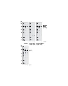Cell Signaling Phospho-Mypt1 (Thr696) Antibody