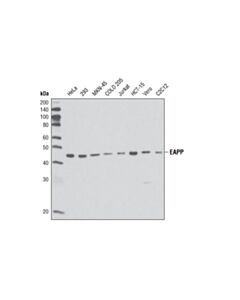 Cell Signaling EAPP (1E4) Mouse mAb 20 uL