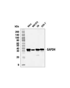 Cell Signaling GAPDH (D16H11) Rabbit Monoclonal Antibody