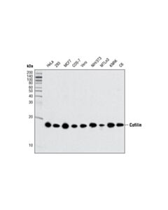 Cell Signaling Cofilin (D3f9) Xp Rabbit mAb