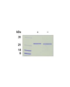 Cell Signaling Mouse Sonic Hedgehog (Shh) Recombinant Protein