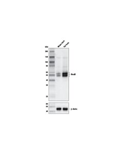 Cell Signaling Neun (D4g4o) Xp Rabbit mAb (Biotinylated)