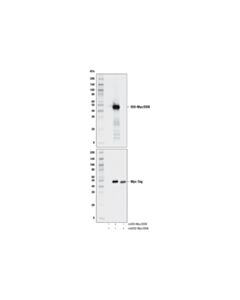 Cell Signaling IDO (D8W5E) Rabbit mAb 20 uL