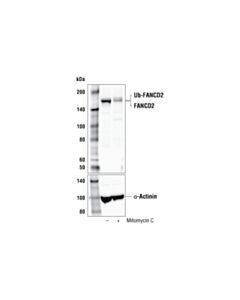 Cell Signaling Mitomycin C