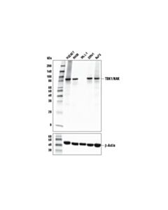 Cell Signaling TBK1/NAK (E9H5S) Mouse mAb 20 uL