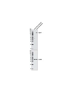 Cell Signaling Lipin 1 Antibody