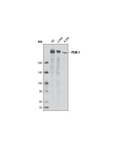 Cell Signaling Pcm-1 (G2000) Antibody