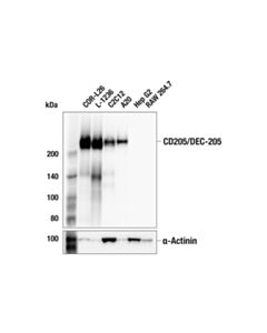 Cell Signaling CD205/DEC-205 (F1N2F) Rabbit mAb