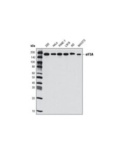 Cell Signaling eIF3A (D51F4) XP ® Rabbit mAb (BSA and Azide Free)