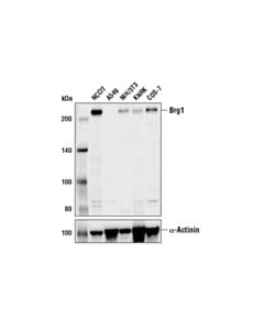 Cell Signaling Brg1 (E9O6E) Mouse mAb 20 uL