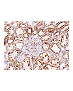 Cell Signaling Lamp1 (D2d11) Xp Rabbit mAb (BSA And Azide Free)