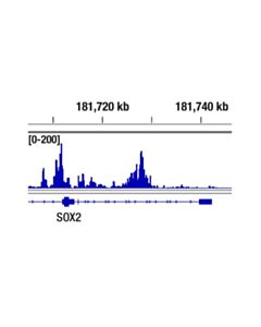 Cell Signaling Nanog (D73G4) XP Rabbit mAb (ChIP Formulated) 20 uL