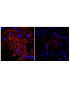 Cell Signaling Na,K-ATPase alpha1 (D4Y7E) Rabbit mAb (Alexa Fluor 647 Conjugate) 100 uL