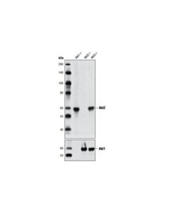 Cell Signaling Akt2 (L79B2) Mouse mAb 20 uL