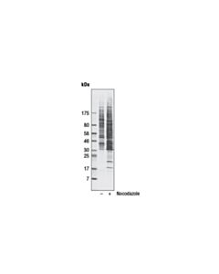 Cell Signaling Phospho-Plk Binding Motif (St*P) (D73f6) Rabbit mAb