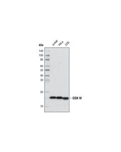 Cell Signaling Cox IV (3e11) Rabbit mAb (Hrp Conjugate)