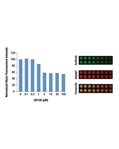 Cell Signaling Anti-Mouse Igg (H+L) (Dylight 800 4x PEG Conjugate)