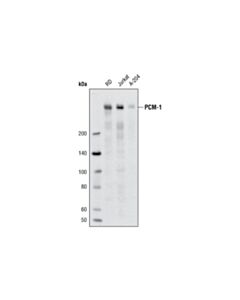 Cell Signaling Pcm-1 (Q15) Antibody