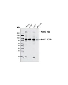 Cell Signaling Notch3 (D11b8) Rabbit mAb