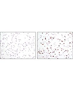Cell Signaling BrdU (Bu20a) Mouse mAb 20 uL