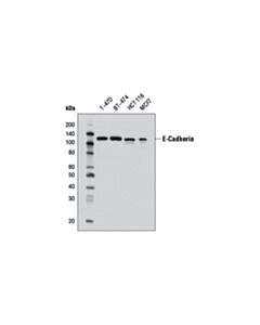 Cell Signaling E-Cadherin (32A8) Mouse mAb 20 uL