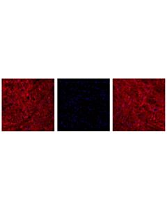 Cell Signaling Phospho-Tau (Thr205) (E7d3e) Rabbit mAb (Alexa Fluor 647 Conjugate)