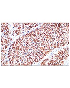 Cell Signaling ASCL1 (E5S4Q) XP Rabbit mAb (BSA and Azide Free) 100 ug