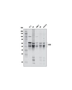 Cell Signaling EED (E4L6E) XP Rabbit mAb (BSA and Azide Free) 100 ug