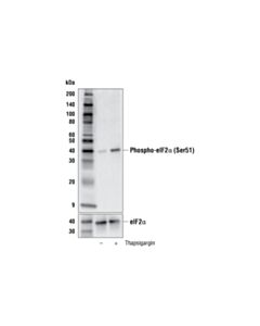 Cell Signaling Phospho-eIF2alpha (Ser51) (E8U8L) Mouse mAb 20 uL
