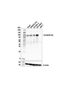 Cell Signaling CD180/RP105 (E5D4P) Rabbit mAb
