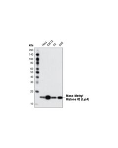 Cell Signaling Mono-Methyl-Histone H3 (Lys4) (D1A9) XP® Rabbit mAb (BSA and Azide Free)