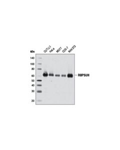Cell Signaling Rbpsuh (D10a4) Xp Rabbit mAb