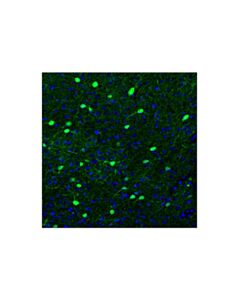 Cell Signaling Parvalbumin (E8N2U) XP ® Feline Chimeric mAb